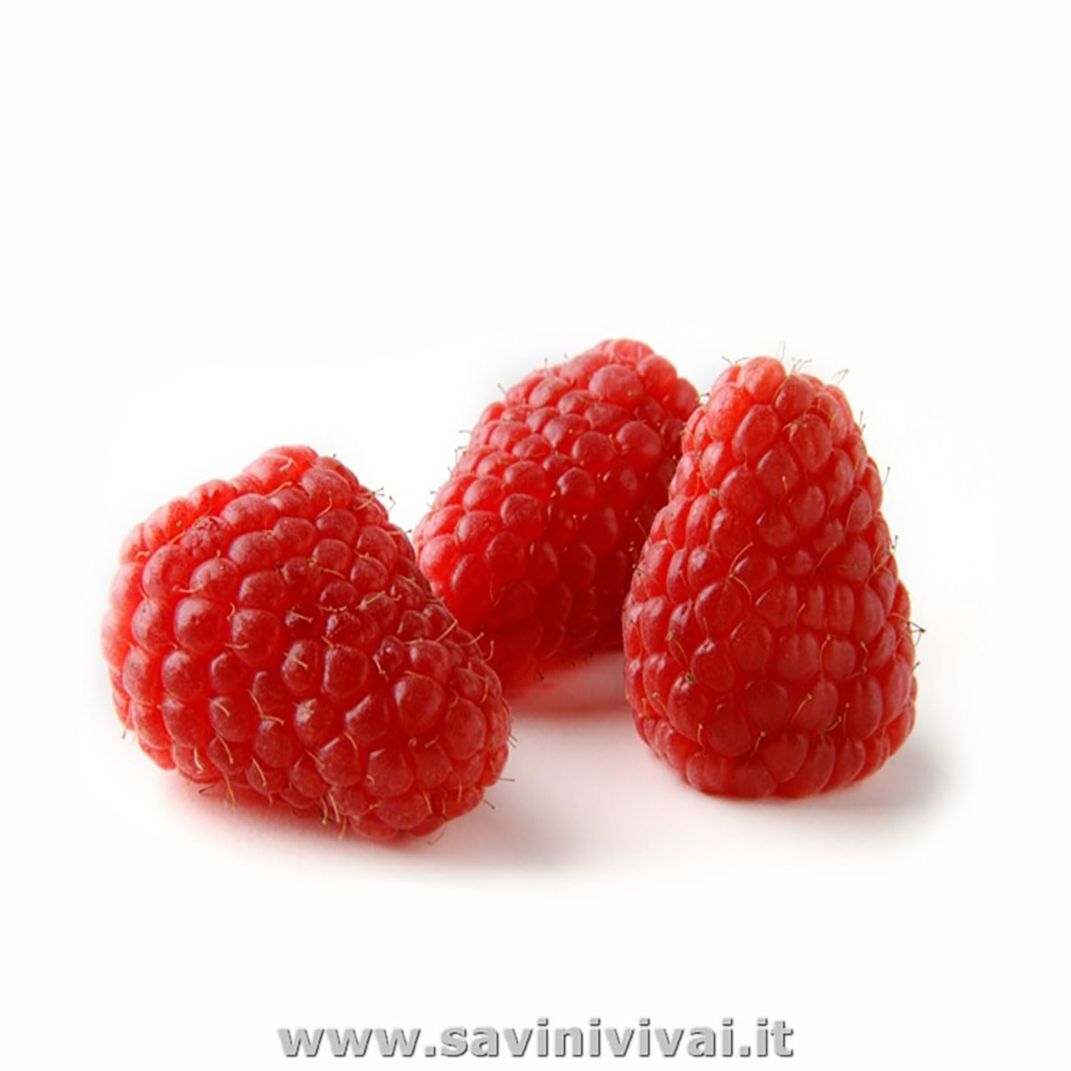 SAVINI VIVAI Pianta di Lampone Rosso Rifiorente Tardivo Autumn Bliss Piante di Frutti di Bosco Albero in vaso 11x11 cm Altezza 50 cm Made in Italy