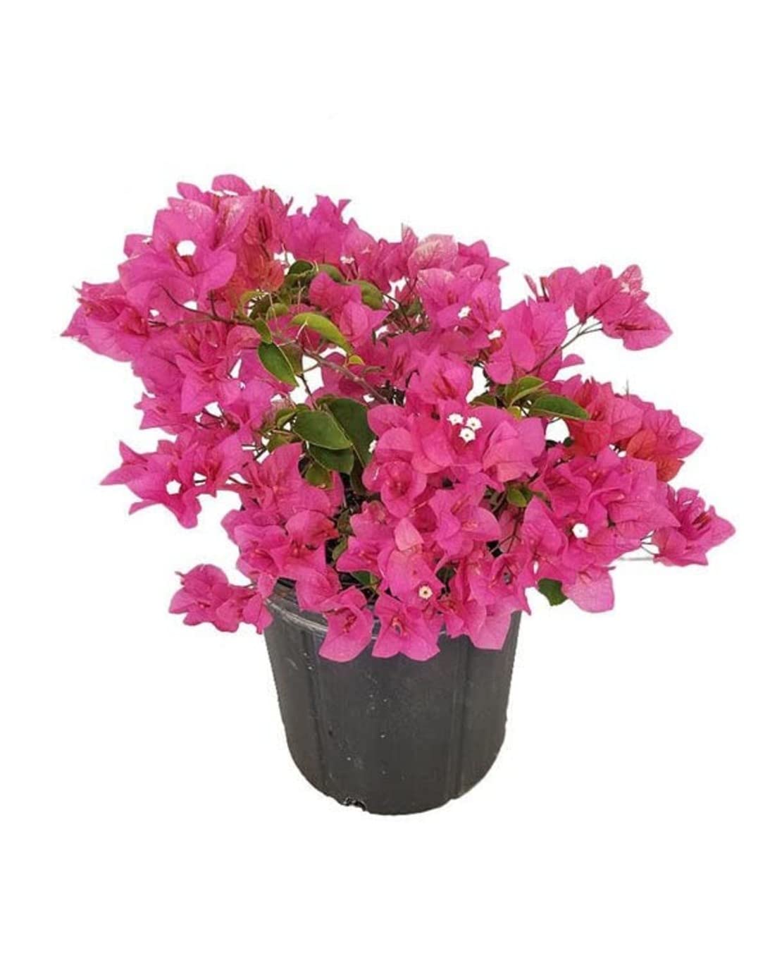 Garden Art Dwarf Hybrid Live Plant for Indoor in Pot | Bougainvillea (B09WLFHWHT) Amazon Price History, Amazon Price Tracker
