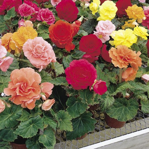 ZABBUS Begonia Double Plant Live For Home Gardening Pack Of 2 Bulbs Mix Colour (B0BSSC2CML) Amazon Price History, Amazon Price Tracker
