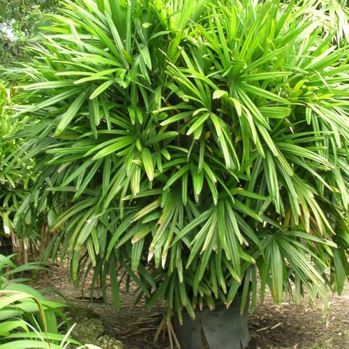 Genérico, Muda de Rafia 50 a 80cm AMK - Plantas Online