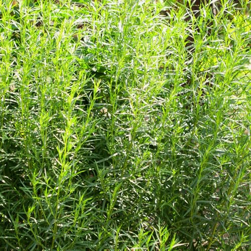 semi dragoncello, giardino di sul balcone dragoncello semi per aiuole rialzate, giardino sul balcone 350pcs