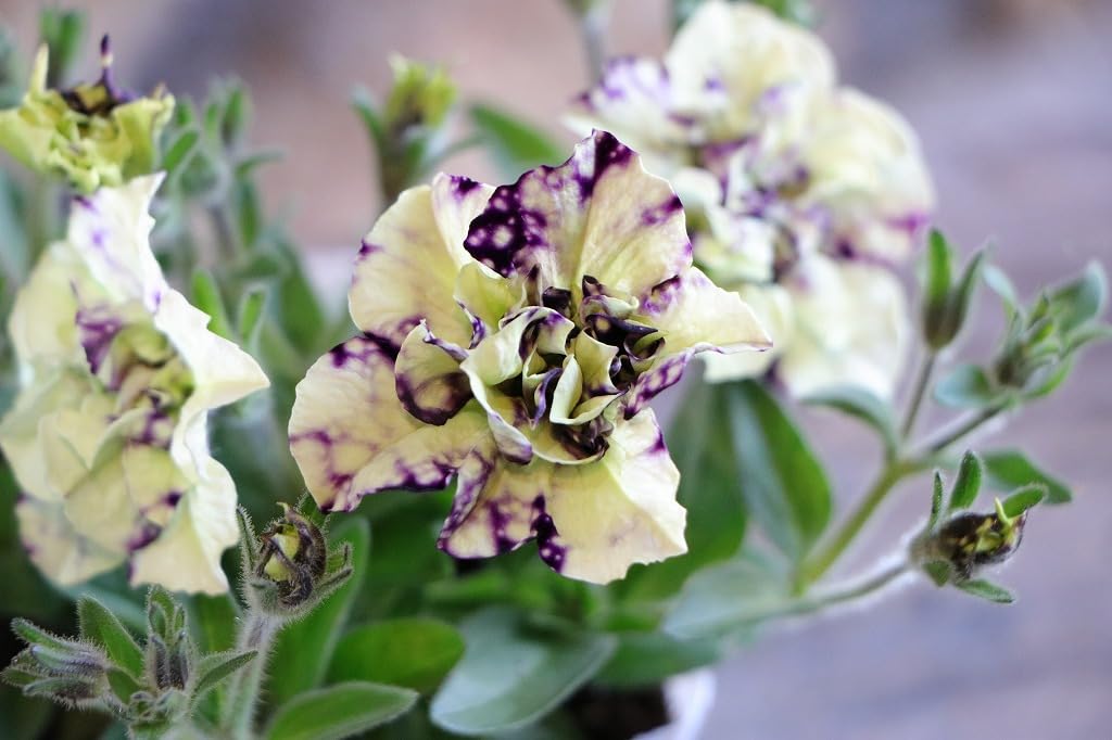 Amazon.co.jp: 八重咲き 栄養系ペチュニア ビバ (VIVA) ユニーク