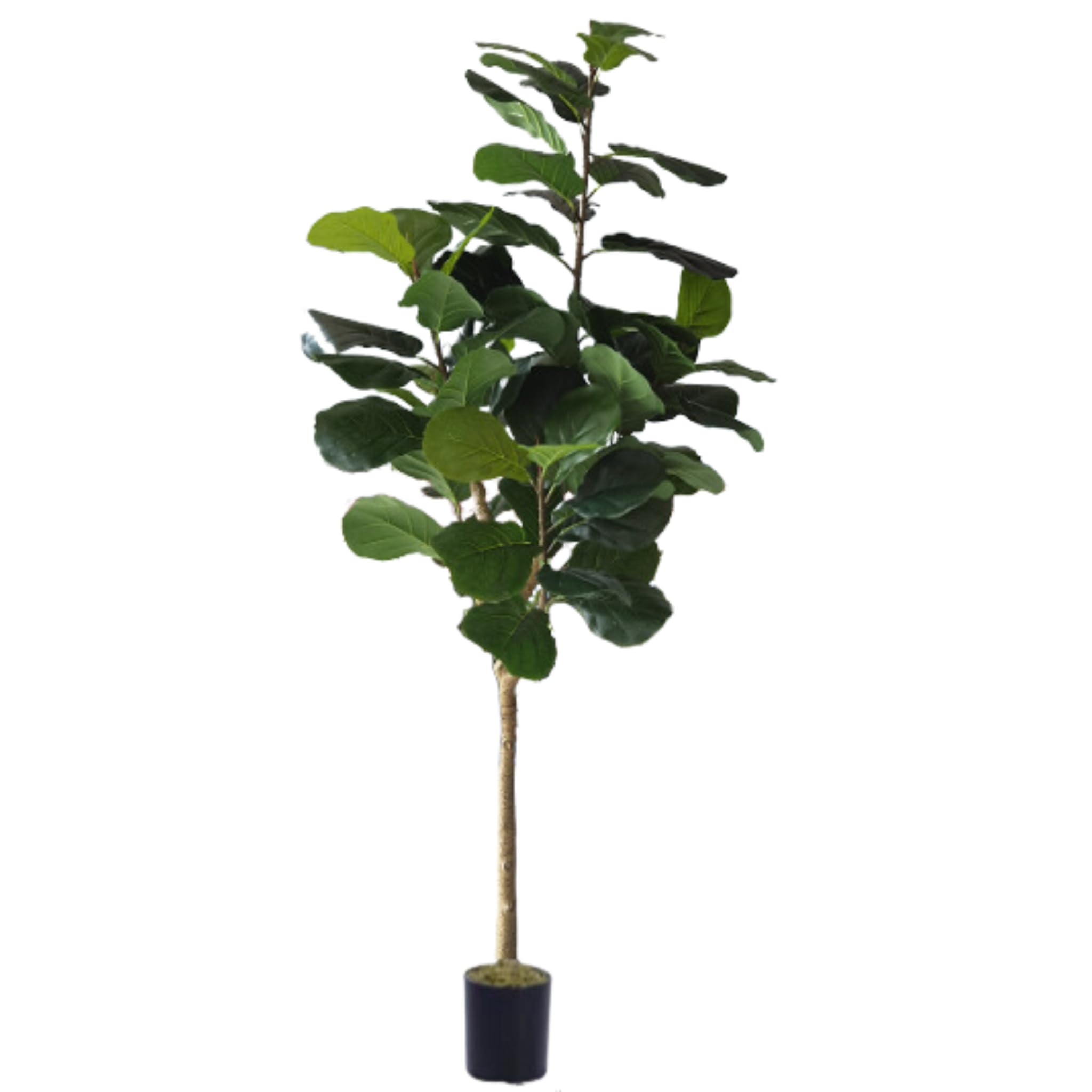 Moss and Bloom 6 Feet Artificial Real Touch Fiddle Tree in Plastic Planter