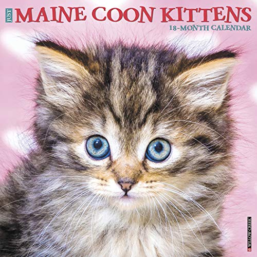 Just Maine Coon Kittens 2020 Wall Calendar
