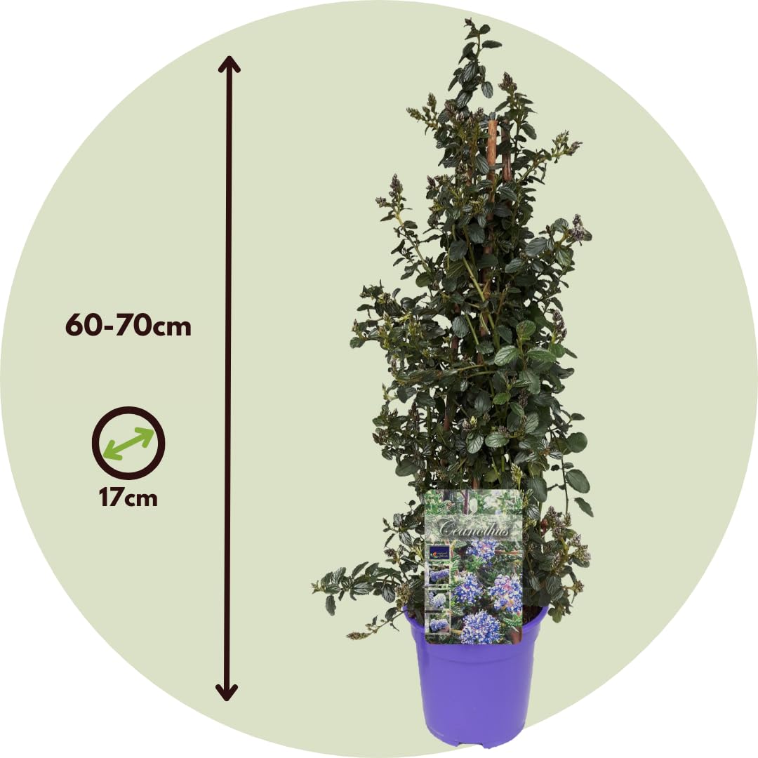 Plant in a Box - Ceanothus thyrsiflorus Repens - Set de 2 - Floración primaveral - Hojas brillantes - Arbusto perennifolio - Maceta 17cm - Altura 60-70cm