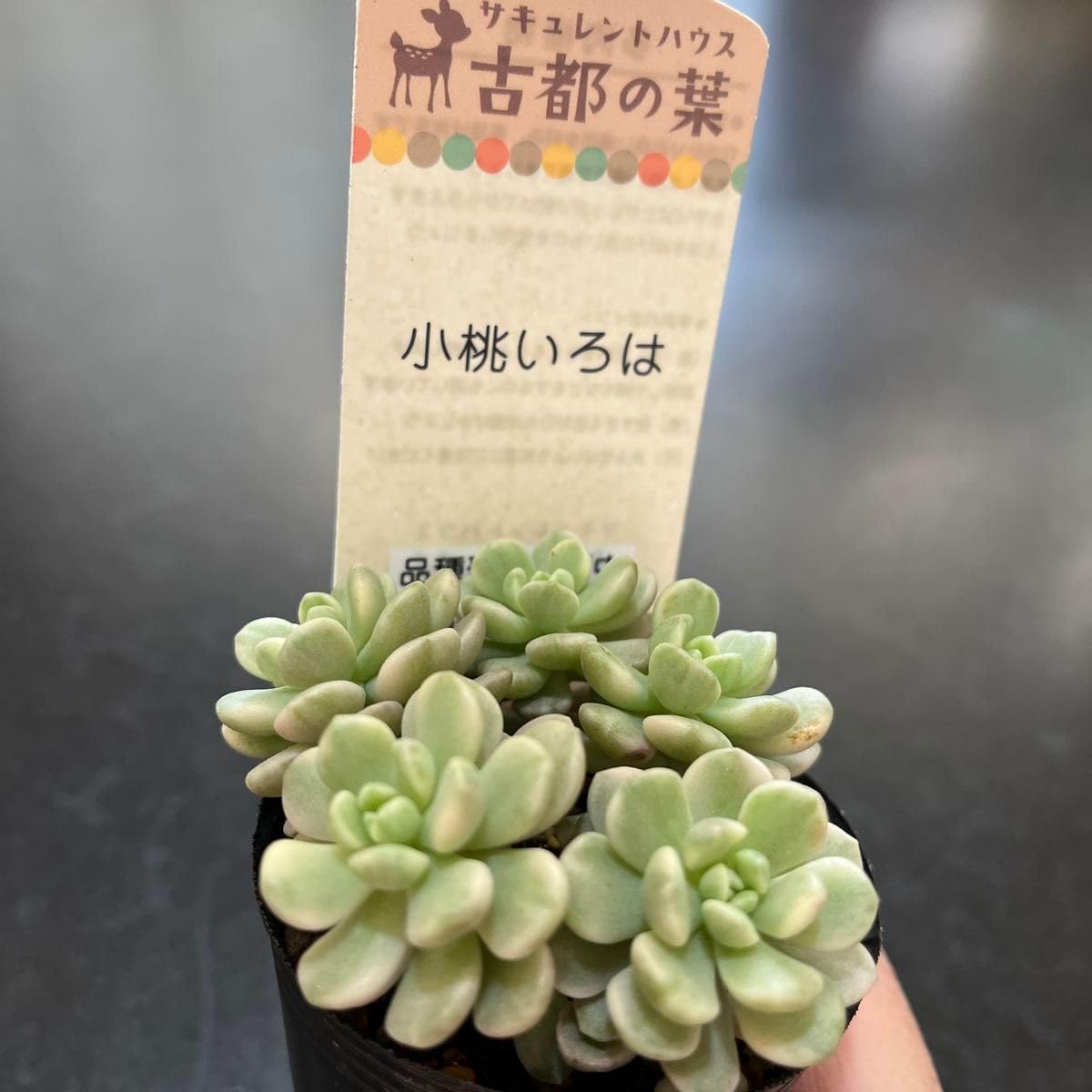 Amazon｜多肉植物 古都の葉さん苗 スプリングワンダー交配 ※パウチ