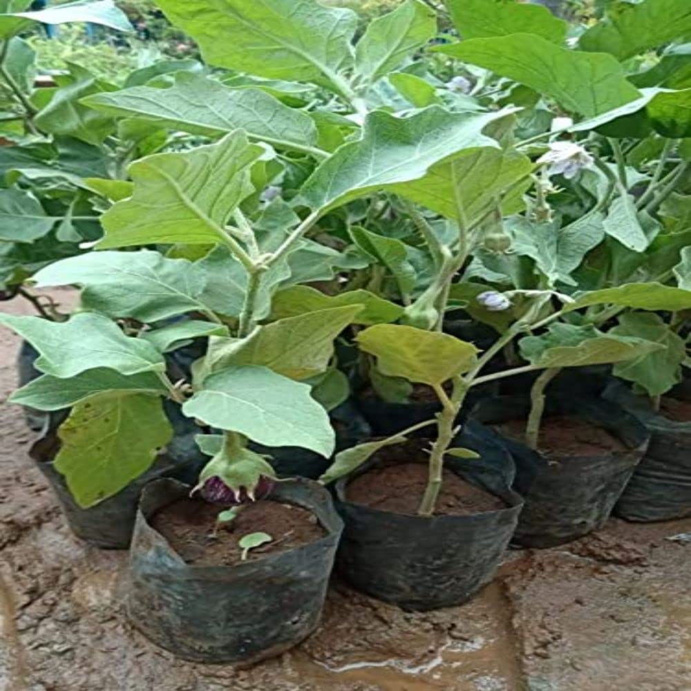 Grafted brinjal plant, (Pack of 5) (B0CLV9PFXC) Amazon Price History, Amazon Price Tracker