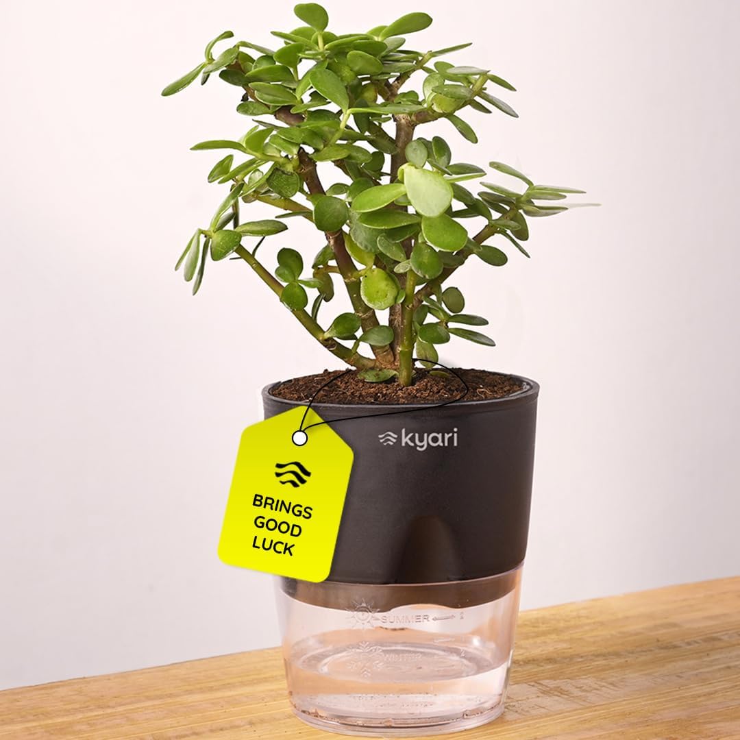 Kyari Good Luck Jade Plant with Black Self Watering Pot - Small 4 Inch