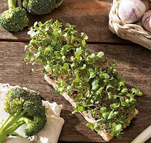 Joycity Broccoli Microgreen Seeds (400+ Seeds) (B08MY37MKM) Amazon Price History, Amazon Price Tracker