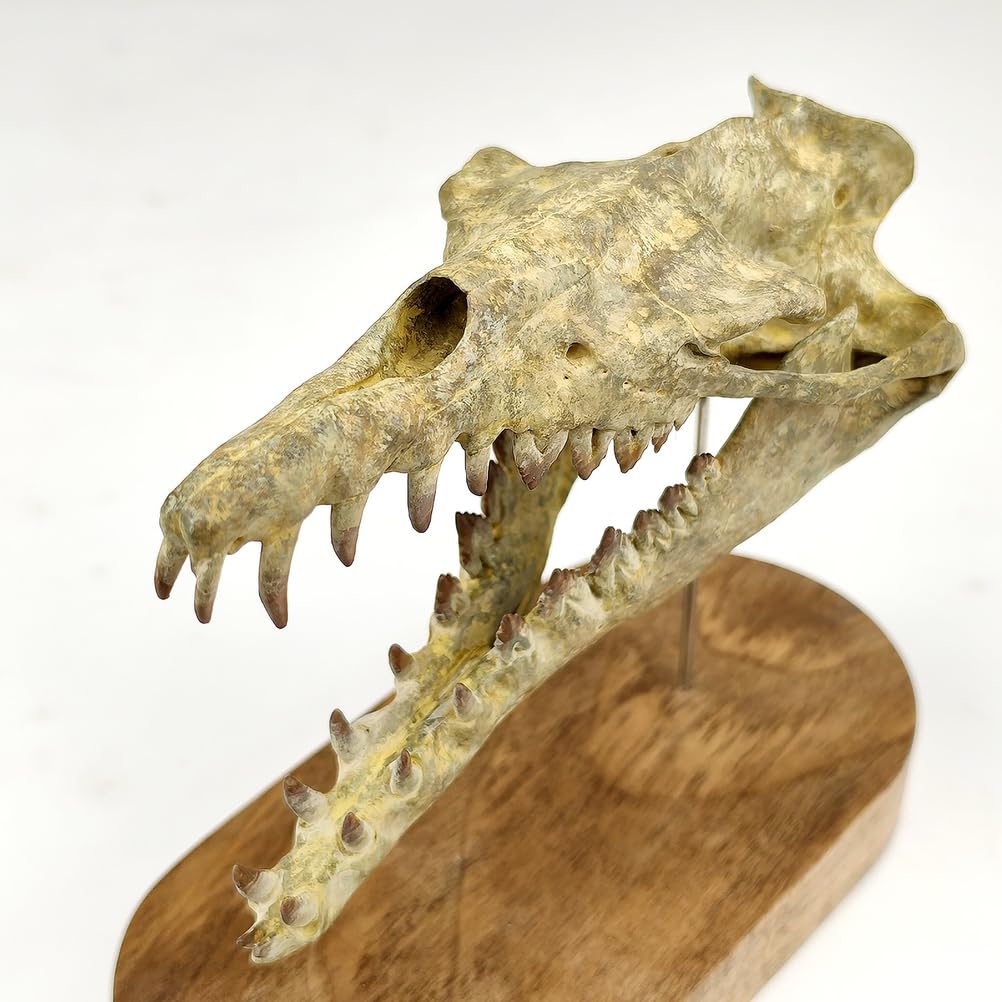 1/10 Drachenwal-Schädel-Skalenmodell Dinosaurier-Statue Harz Dinosaurier-Schädel-Fossil-Replik Skelett-Skulpturen