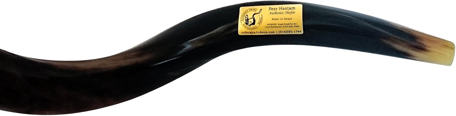 Small Yemenite Shofar Kudu Horn by Peer Hastam 32-34 Inches