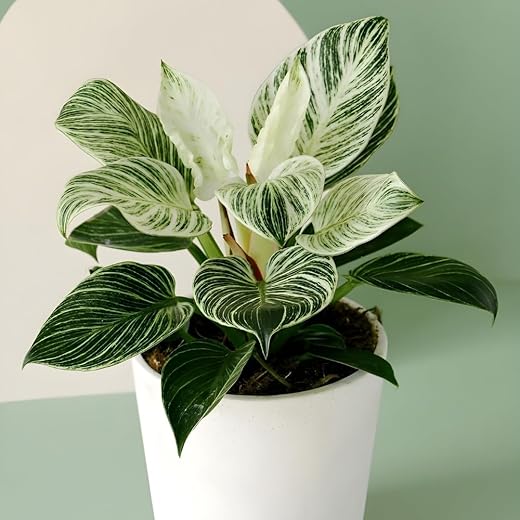 Philodendron Birkin Live Plant