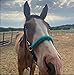 bitless side pull hackamore attachment with a whoa bitless bridle, horse tack green turquoise