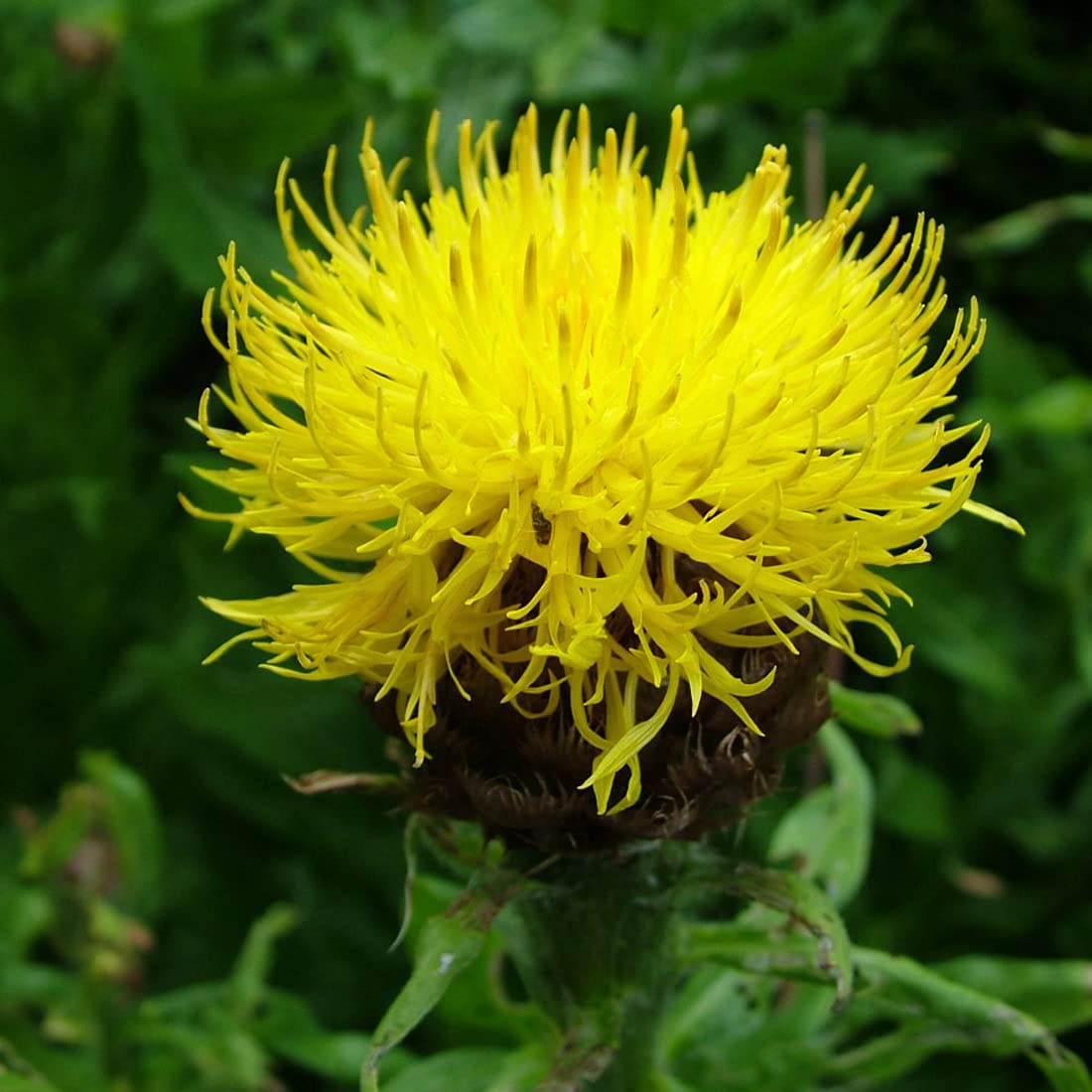 6 x Centaurée à grosses têtes' - Centaurea Macrocephala - Godet 9x9cm - Grandes fleurs jaunes, robuste