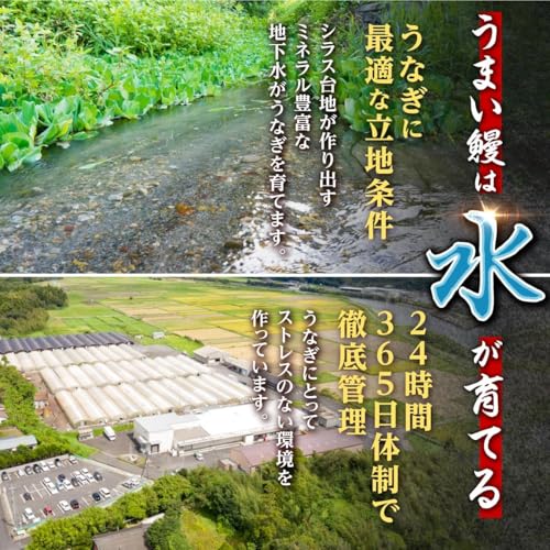おおさきうなぎ 鹿児島県産 国産 うなぎ 長蒲焼 2尾 計240g 鰻 ウナギ A993 の商品画像 4