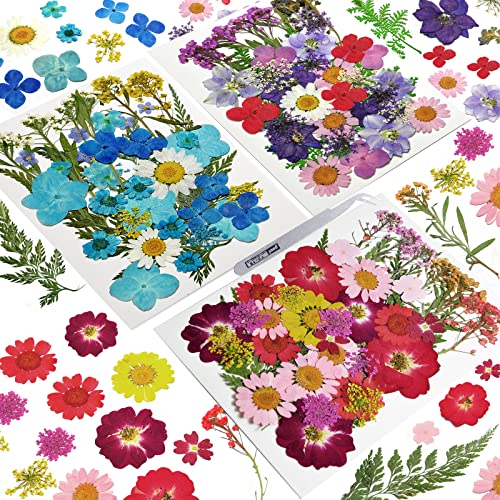 Flores secas prensadas, 120 piezas para manualidades miniatura 1