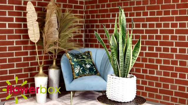 Bogenhanf - pflegeleichte Zimmerpflanze, Sansevieria trifasciata Laurentii  - Hhe ca. 65 cm, Topf- 17 cm : Amazon.de: Garten
