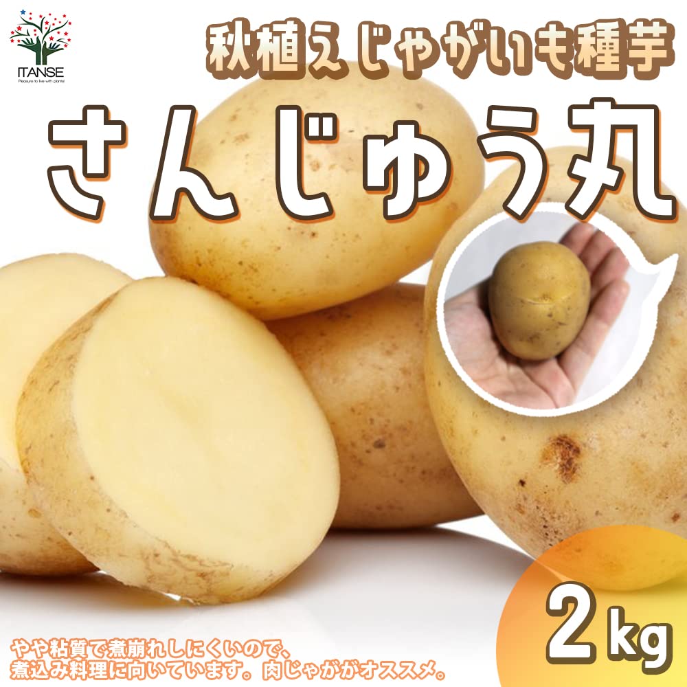 Amazon.co.jp: ITANSE 秋植えじゃがいもの種芋 品種：さん