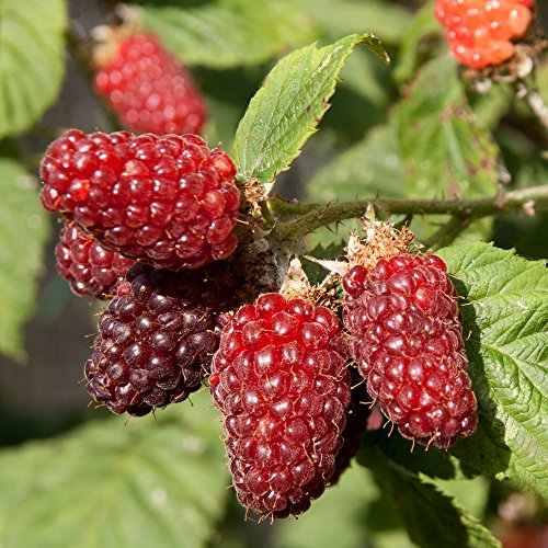 Thompson & Morgan Hardy Perennial Tayberry Fruit Bush Garden Plant, High Yields, Ideal for Kitchen Gardens, Patios and Containers (9cm Pot)