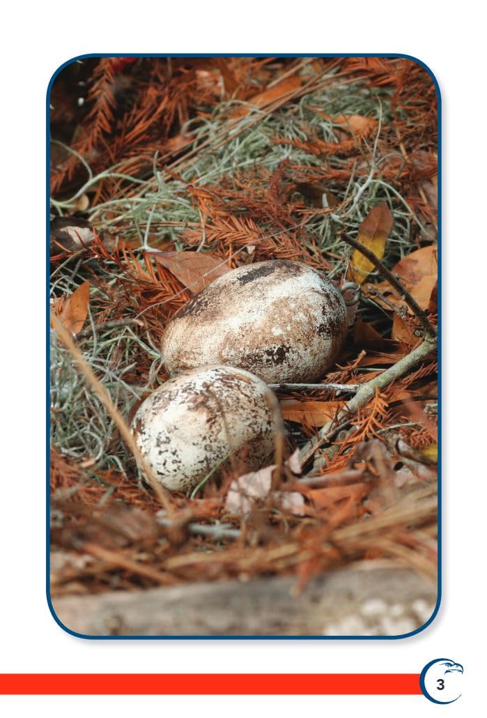 America's Eagle (TIME FOR KIDS(r) Nonfiction Readers) - Image 3