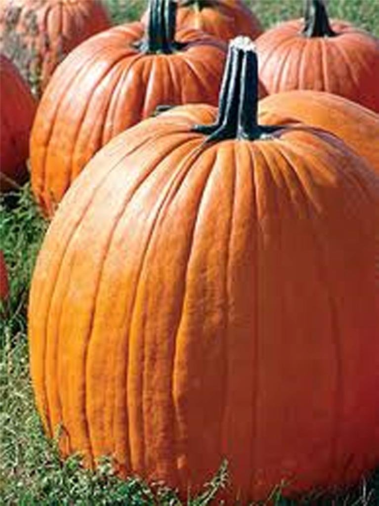 Pumpkin, Big Max Pumpkin Seeds, Heirloom, Non GMO,50 Seeds, Giant Pumpkins