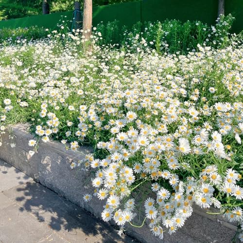 Semillas de margaritas, de semillas de para invitados de cobertura del suelo de jardín de rocas resistentes 250pcs