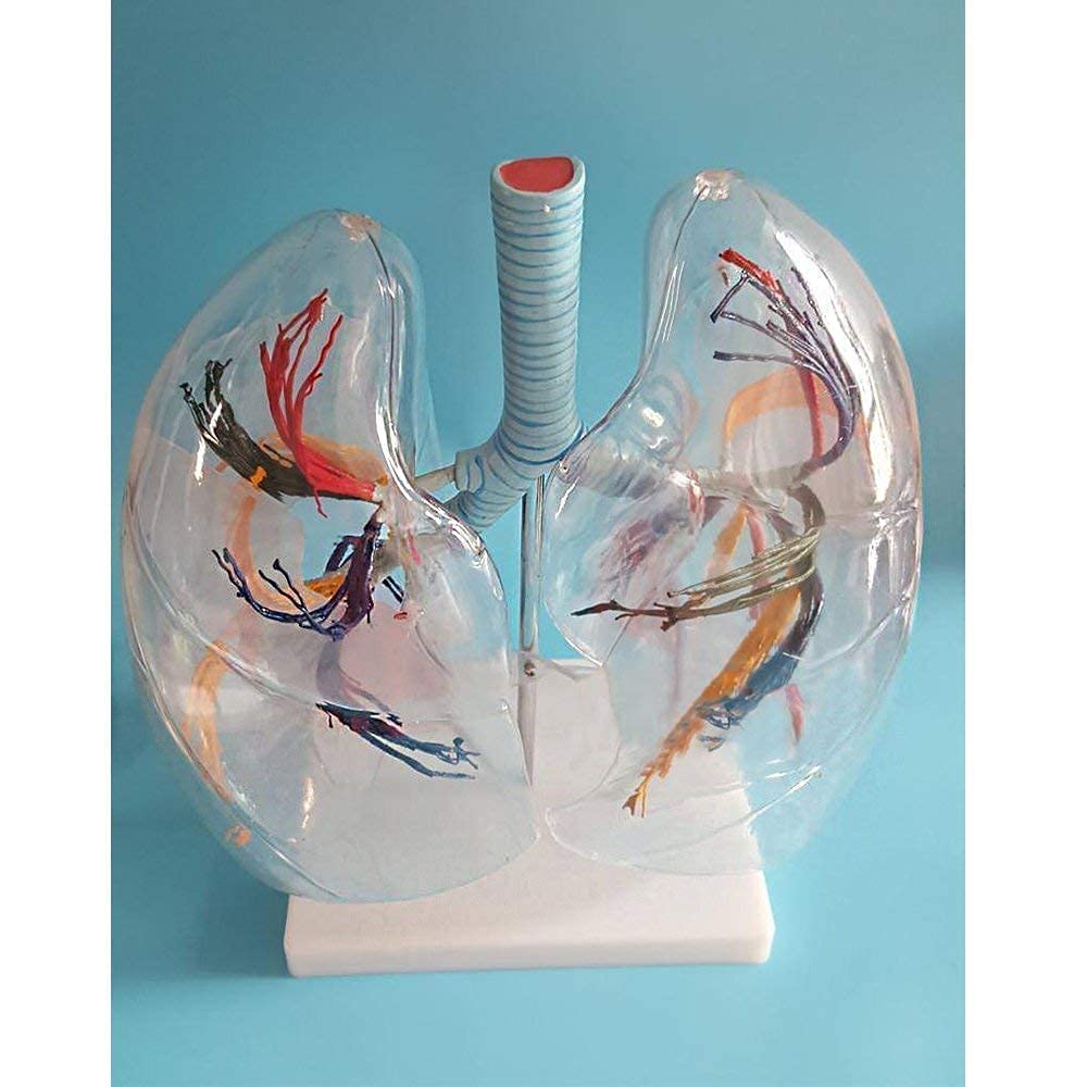 Corazón Modelo Anatómico, Modelo Cardiopulmonar, Cuerpo Humano Transparente, Anatomía Broncopulmonar, Respiración Quirúrgica Torácica