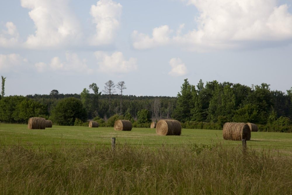 Hay bales dot the landscape of the 692 acre farm owned by Johnny and Chinita Hinton near Carrollton Alabama Poster Print (24 x 36)