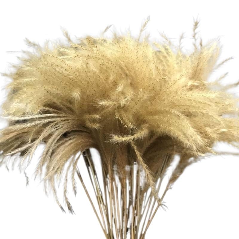 Pampas Grass Large 10-15CM/40PCS Ramo Seco Decorativo miniatura 4