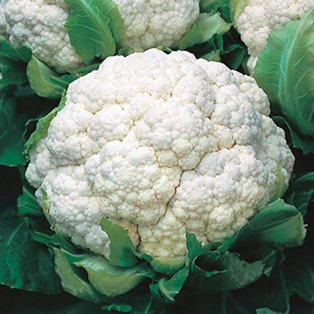 PLANTOGALLERY Vegetable Seeds | Cauliflower F1 Hybrid Seeds For Home Gardening (100 seeds pack) (B09BG21CQ2) Amazon Price History, Amazon Price Tracker