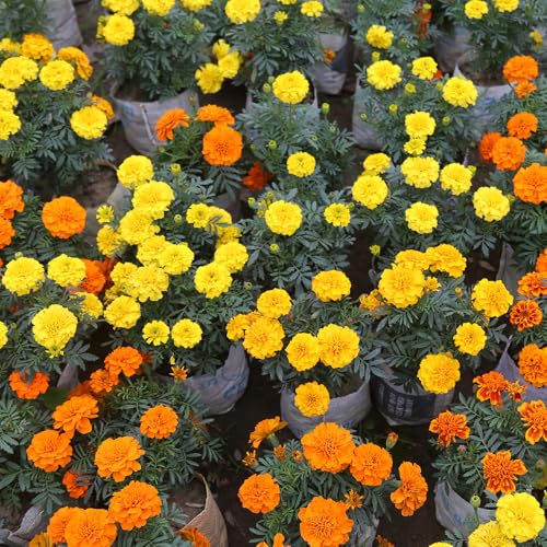 Marigold Petite Mixed Seeds – Must Have for Beddings, Borders & Containers – Half Hardy Annual – for Your Beautiful Garden