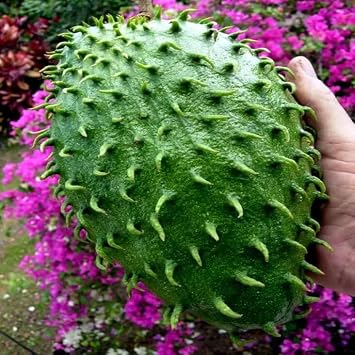 Soursop Fruit Tree Seeds Annona muricata - Graviola Tropical Rare Brazilian Pawpaw - 5 Seeds