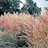 Outsidepride New Hybrids Miscanthus Sinensis Seeds - 250 Pcs. Perennial, Drought & Heat Tolerant, Chinese Silver Ornamental Grass, Tall Growth, Low Maintenance for Landscaping & Privacy Screens