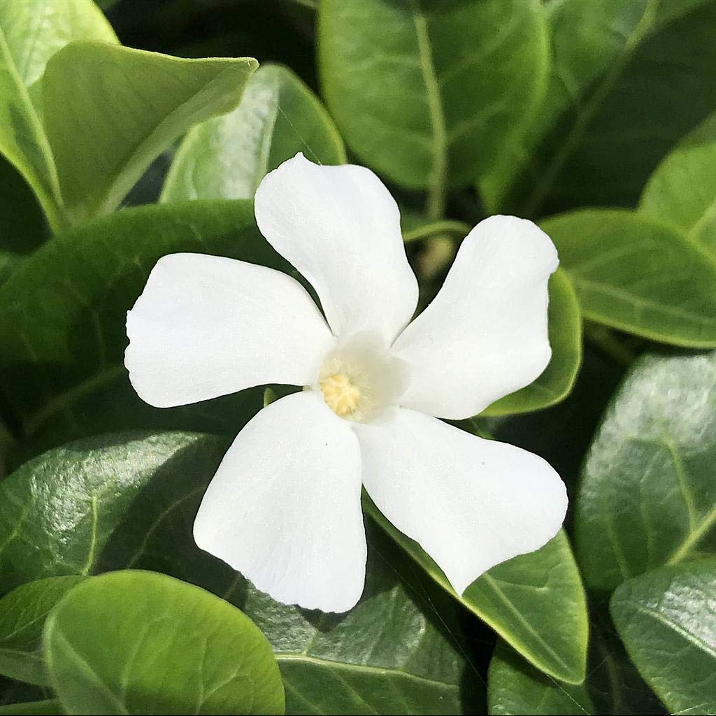 Vinca Minor ' Colada ' White Periwinkle X 3 Plug Plants for Potting on