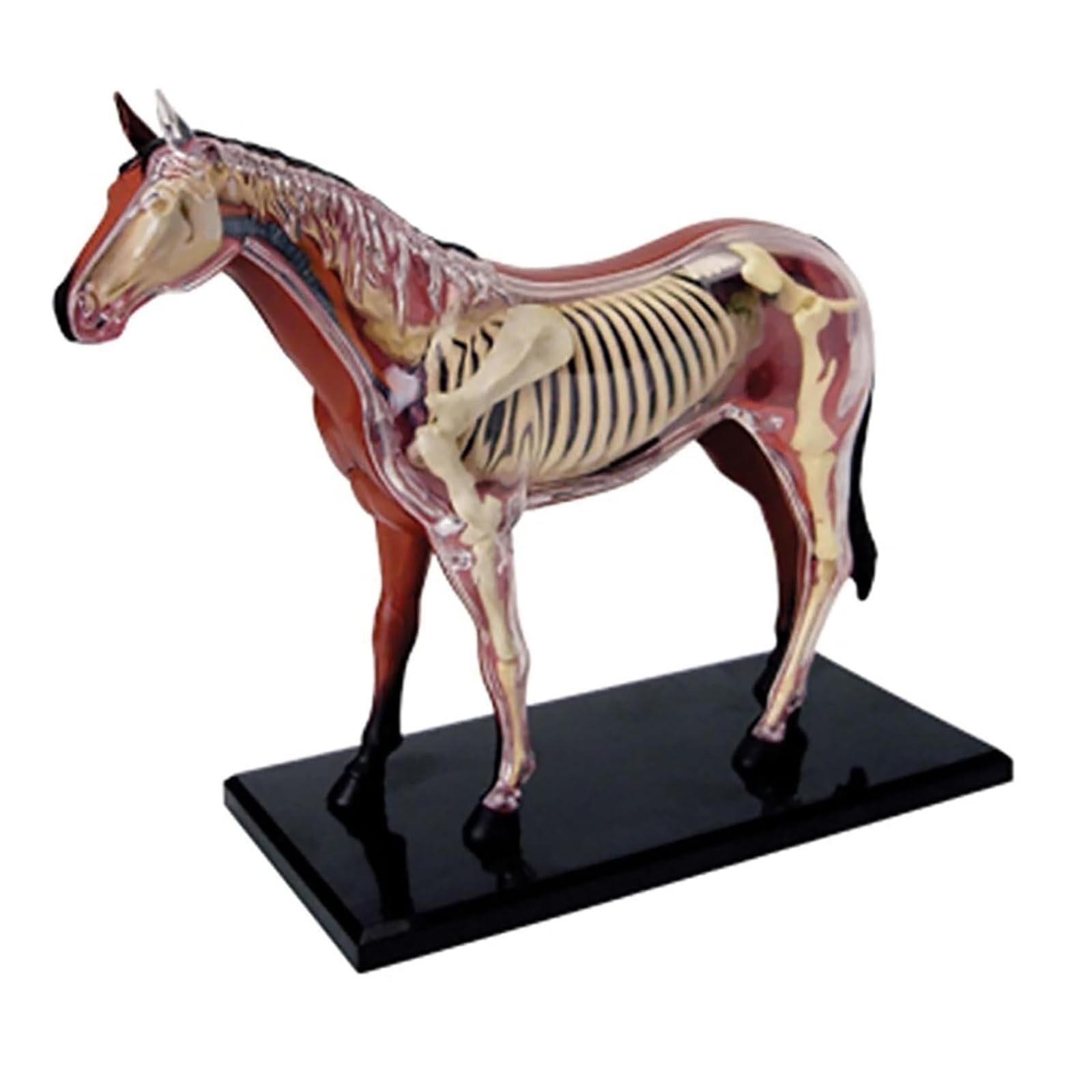 Modelo de anatomía de caballo, espécimen de esqueleto animal 4D, biología desmontable, 26 piezas para enseñanza veterinaria y demostraciones de clínicas de mascotas