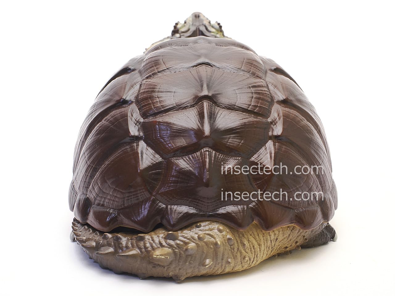 Amazon.co.jp: 【動物の惑星】チュウベイカミツキガメ フィギュア完成