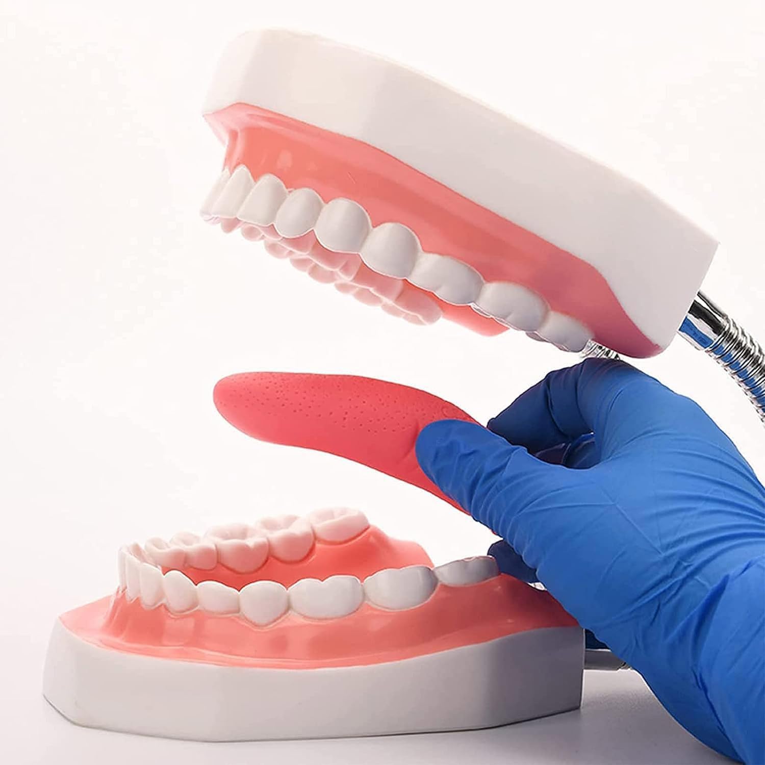 Modello dei denti dentali 6 volte più grande, modello anatomo dei denti con lingua staccabile, modello di insegnamento dello spazzolamento per bambini e ragazzi, modello di insegnamento della cura ora