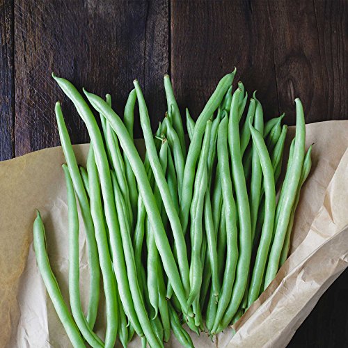 Blue Lake Bush Bean 274 Seeds - 1 Lbs - Non-GMO, Heirloom, Open Pollinated - Vegetable Garden Seeds...