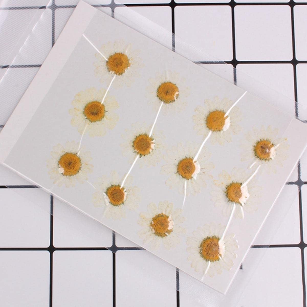 Getrocknete gepresste Blumen, 12 Stück 2–3 cm gepresste, gepresste, getrocknete Gänseblümchen-Trockenblumen for Harz-Anhänger, Halskette, Schmuckherstellung, Basteln, DIY-Zubehör, Rot(White)