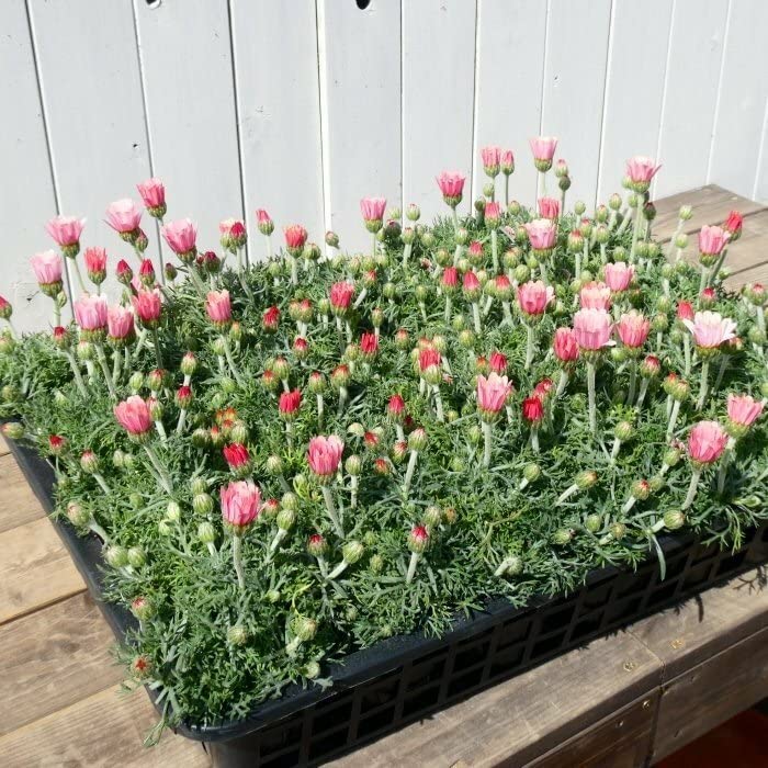 Amazon | ローダンセマム 苗 アプリコットジャム 3.5号 充実株 春花壇