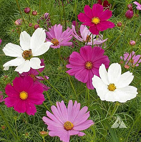 Audbhidhi Cosmos Flower Seeds For All Season (Multicolor, Pack of 50 Seeds) (B0B77HZSDR) Amazon Price History, Amazon Price Tracker