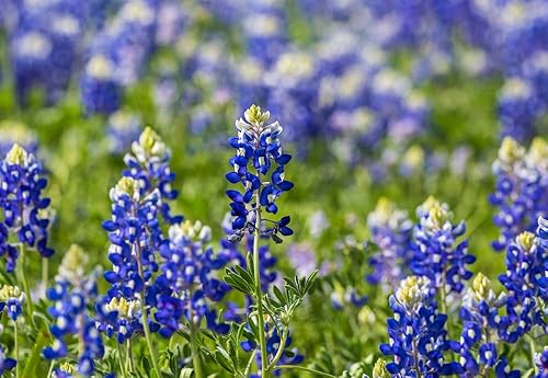 Miniatura 2 de Semillas de flores de Bluebonnet de Texas para plantar, más de 25 semillas por paquete, semillas de jardín de Isla (semillas de jardín de Isla),