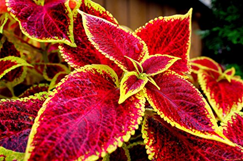 KIRA SEEDS - Seeds Coleus Exotic Mix - Annual Flowers for Planting - GMO Free - Thumbnail 7