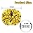 Hooshing 2PCS Gold Pom Poms Cheerleading with Baton Handle Cheering for Girls Team Spirit Sports Dance