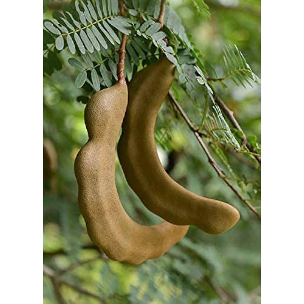Plants` Sweet & Rare Tamarind/Tamarindus Indica,Tatul(Grafted/Guti Kolom) Healthy Live Plant SDg65-image-26