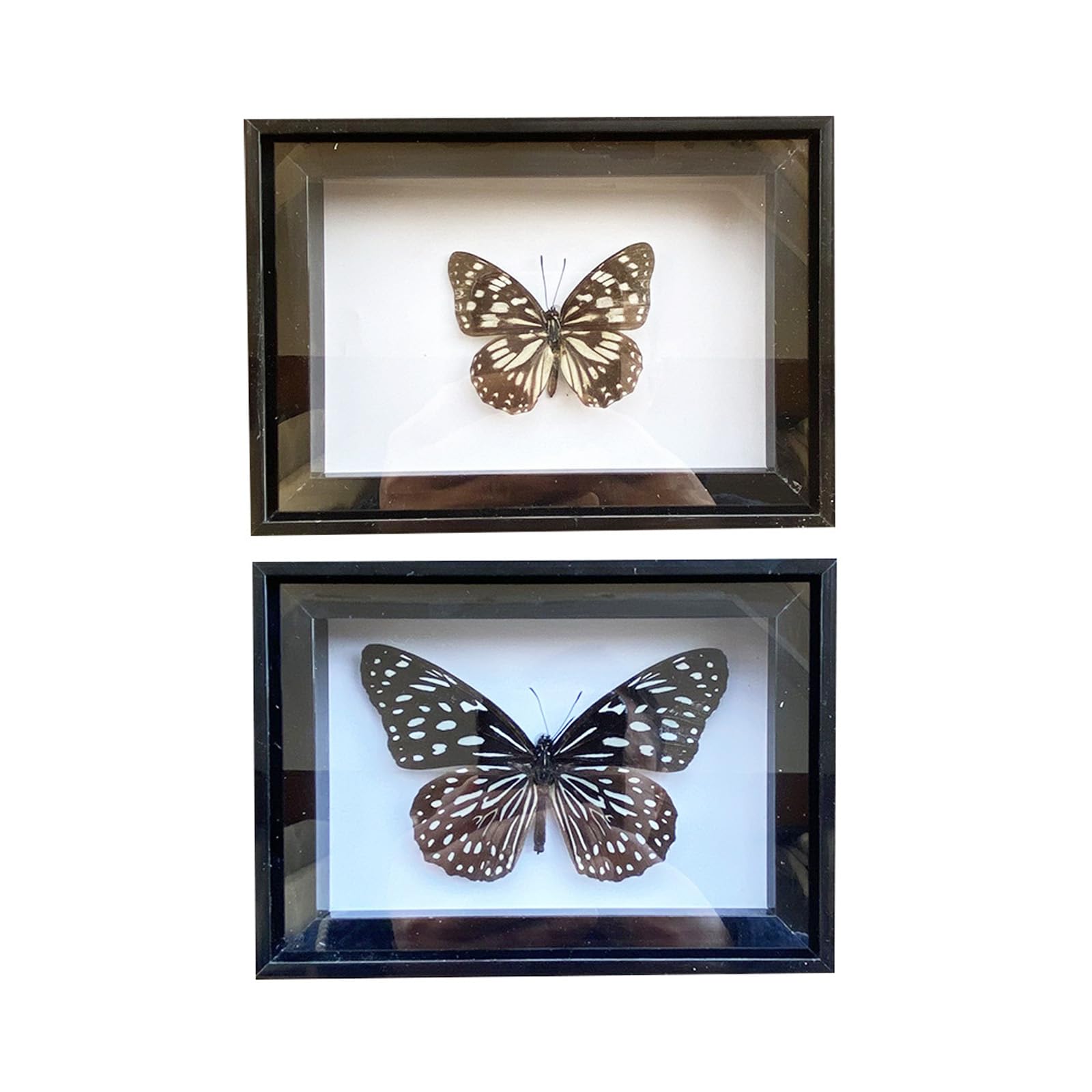 RRBMMH 2 Pcs Real Butterfly Specimen Set Black Frame Butterflies Specimen Display Tabletop Wall Art Hanging Decor (H)