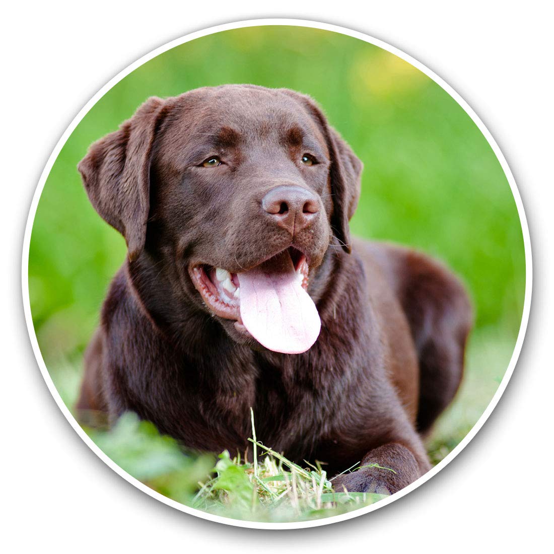 Destination Vinyl Ltd Adult Chocolate Labrador Brown Dog 15829 Awesome Vinyl Stickers (Set Of 2) 15Cm - Adult Chocolate Labrador Brown Dog Fun Decals For Laptops,Tablets,Luggage,Scrap Booking,Fridges #15829
