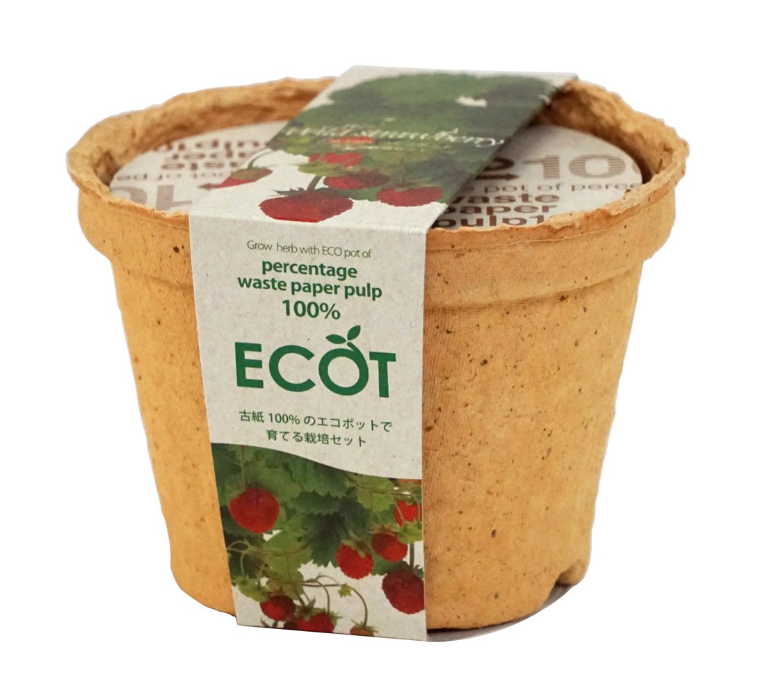 Amazon.co.jp: 聖新陶芸 エコットS ワイルドストロベリー GD-41004 Amazon.co.jp: 聖新陶芸 エコットS ワイルドストロベリー GD-41004