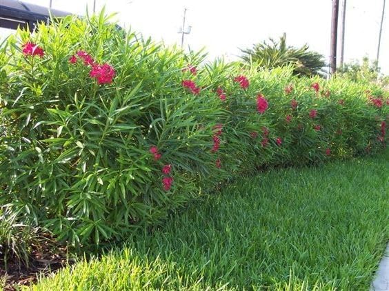 Image of Live Red Kaner Plant | Oleander Flowering Plant Live with Pot | Red Kaner Outdoor Shrub | Evergreen Flowering Plant for Home Garden, Balcony & Terrace