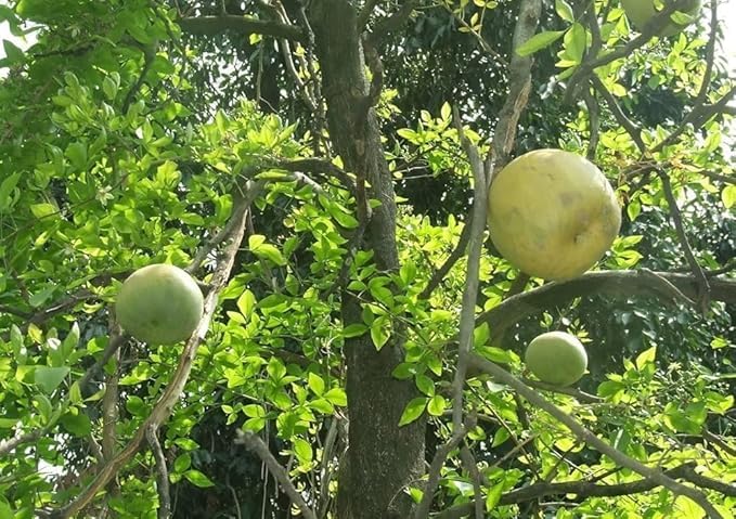 Live Bel Patra Bael Leaf Bilva Leaves Shiv Plant Bilwa Leaf For Rituals (Puja), Medicinal Plant With Pot